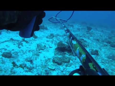 Spearfishing Mozambique with African Spearfishing Diaries.mp4