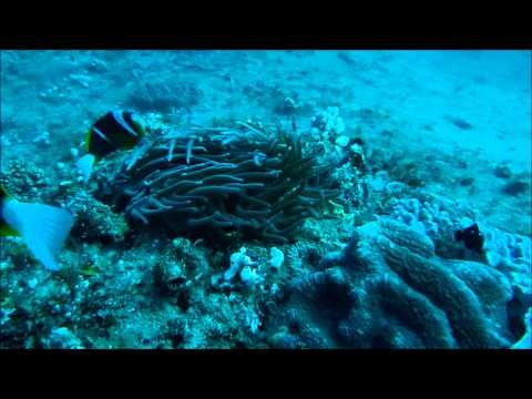 Diving Ponta part 1.mp4