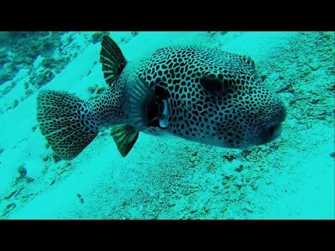 BoxFish Encounter