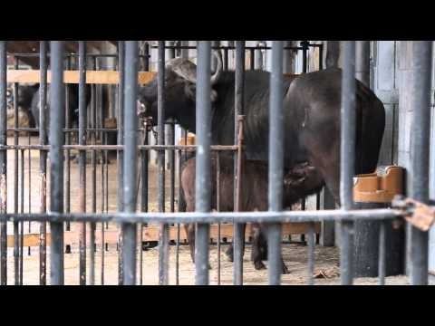 Kafferbuffel (Gitte) kalfje ZOO Antwerpen / Cape buffalo calf ZOO Antwerpen