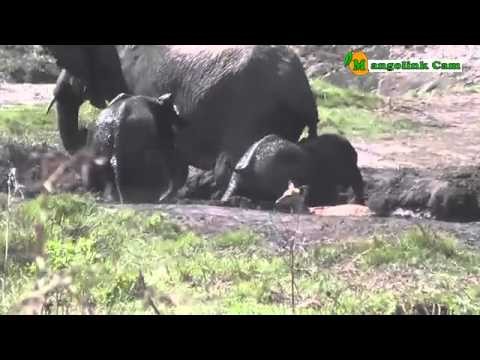 Elephant Mud Bath Drama