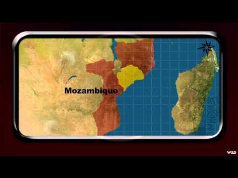 Aim On Africa - Mozambique Cape Buffalo