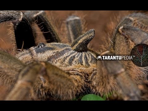 A beautiful adult female tarantula with the longest upright horn
