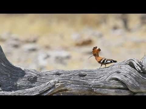 Namibia and Botswana Wildlife Slideshow - Part Two