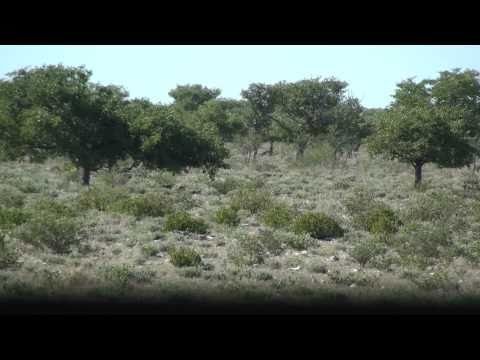 Cheetah at Etosha National Park - Namibia