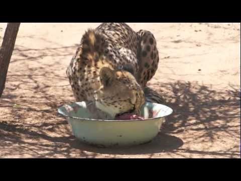 CCF Namibia - Cheetah feeding - Calamonique.m4v