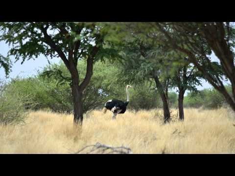 Kuzikus Wildlife Reserve in Namibia