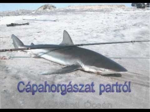 COASTAL SHARK ANGLING