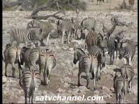 Wild about Namibia: Episode 5: SATV Travel