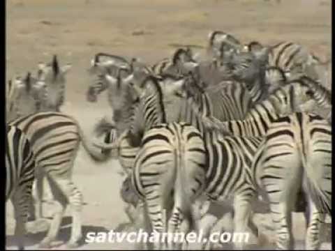 Wild about Namibia: Episode 6: SATV Travel