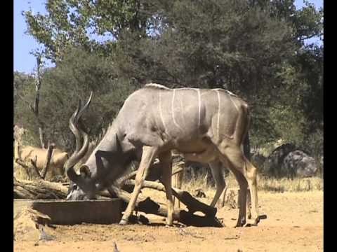 Bowhunting the Grey Ghost of Africa