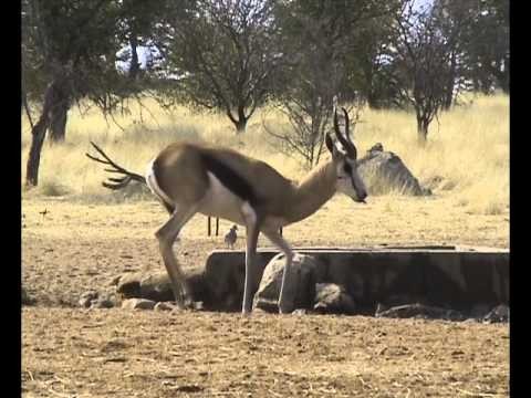 NAMIBIA: Bowhunting Springbok