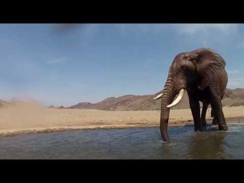 Elefant beim Wasserloch