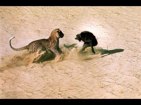 World's Deadliest - Africa you never see on TV (Namibia)