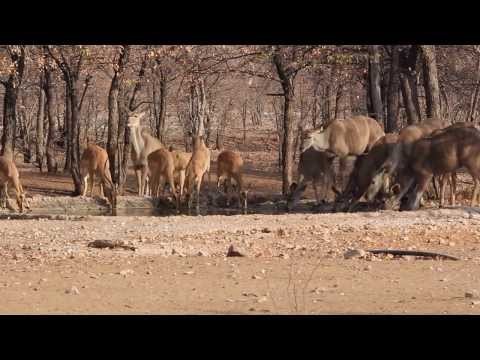 Africa - Namibia - Etosha