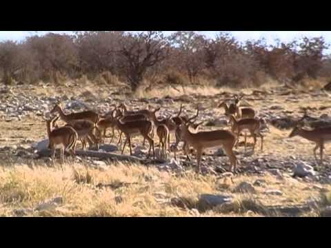 Namibia Beautiful Wildlife Video von Traumreisen TV