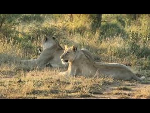 Lions relaxing after their warthog kill