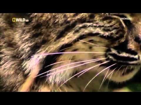 National Geographic Live! - Jewel of Namibia