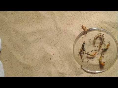 Ants eating worms timelapse HD