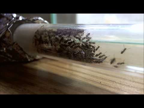 27-11-2012 : Lasius \Cyprus\ niger new testube overview.[Edited music]