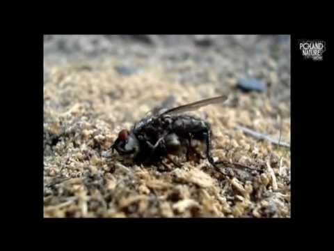Fight with Food - Black Garden Ant (Lasius niger) Hurtnica pospolita.