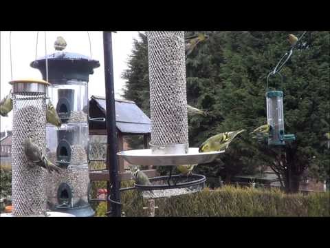 Flock of Siskins on our Garden Bird feeders