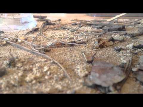 Random clips of foraging Lasius niger
