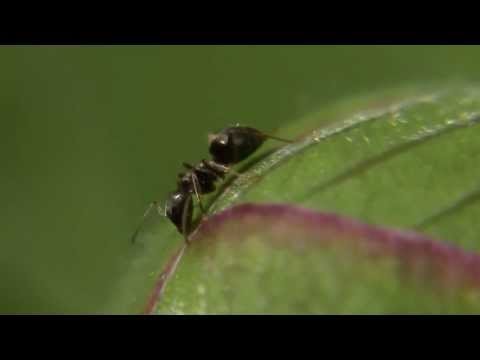 Ants on Plant - Ameisen auf Pflanzen (Lasius niger)