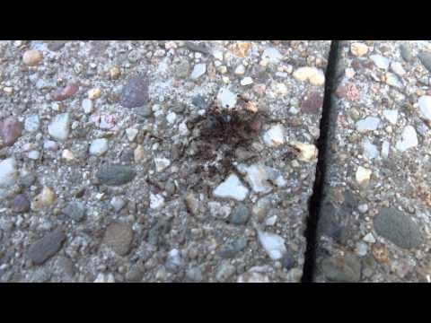 Formicidae sp. - Ants / Ameisen