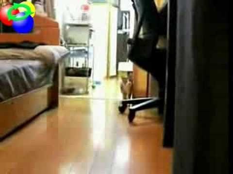 Hitchcock's Ninja Cat comes closer without moving