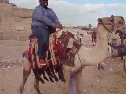 Egyptian Camel Fears Warri Nigerians