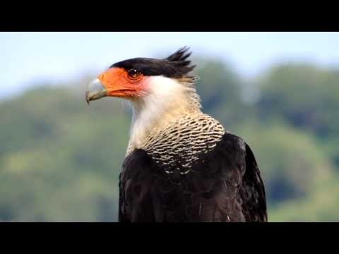 Call of the Bird of Prey (Nicaragua name: Querque)
