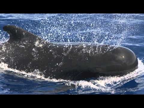 Pilot Whales (d7v5) Dangerous Islands