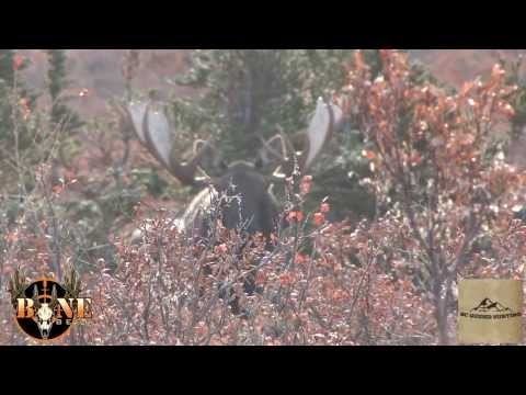 Northern BC Moose Hunt