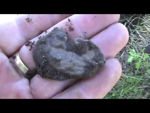 Find more Viking Relics and fewer silver coins # 65
