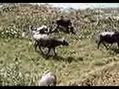 buffaloes Nepal