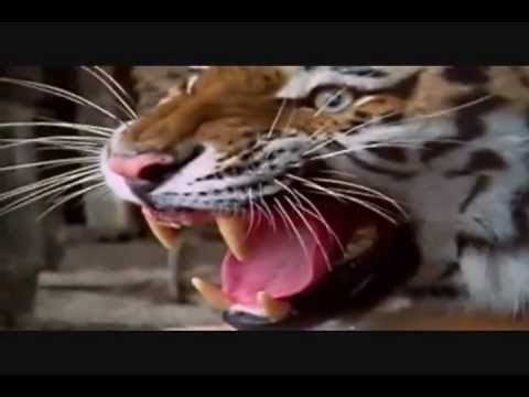 Nepalese make Tiger the National Animal of New Nepal |Tiger is Brave like t