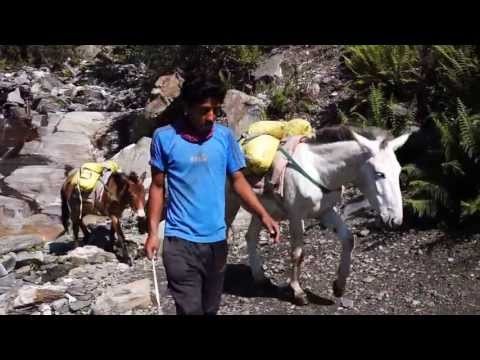 Donkey in Nepal