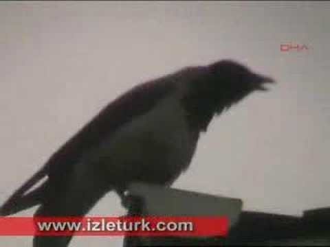 Corvine bird Calls upon Allah name 7 timez then turns his head to the right