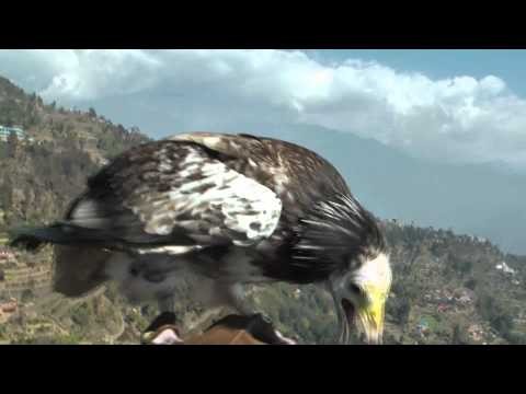 Parahawking in Nepal.ï¾Šï¾Ÿï¾—ï¾Žï½°ï½·ï¾ï½¸ï¾ž(é·¹ã¨é£›ã¶)