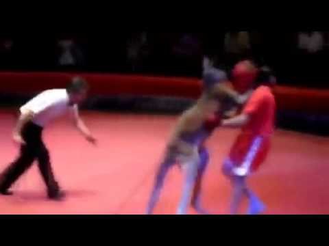 Kangaroo's Boxing Stunt with a Man