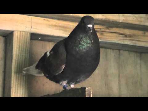 Roller Pigeon Loft - Breeders
