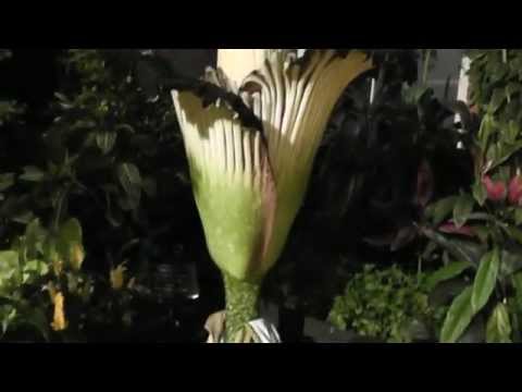Amorphophallus titanum (Titan Arum) Flowering in New Zealand