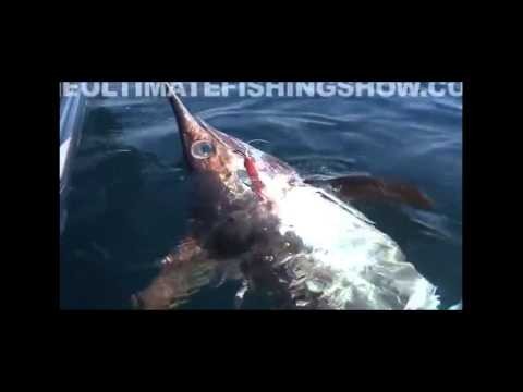 GIANT BLACK MARLIN ATTACKED BY MONSTER SHARKS