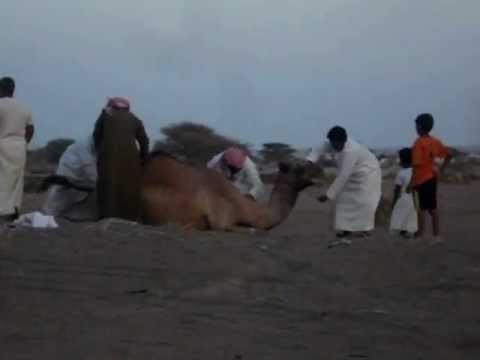 DEFLORATION OF A CAMEL IN OMAN
