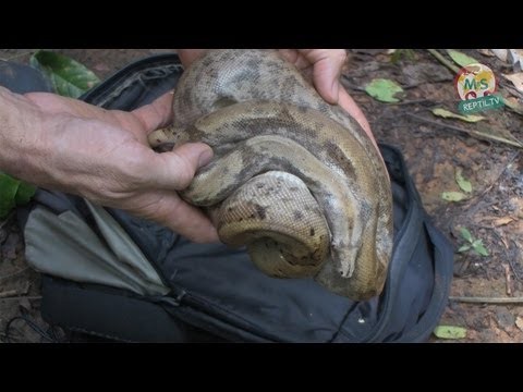 Reptil.TV - Folge 47 - Boa constrictor Jagd auf den Pearl Islands