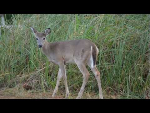 Deer Visit St. Andrews State Park Campground