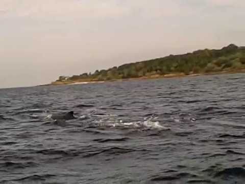 Humpback Whales mating near Contadora Island. Panama