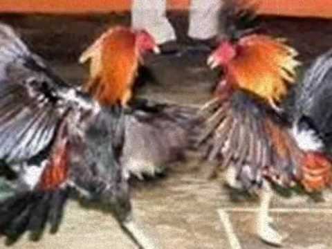 Chayito ValdÃ©z "Pelea de Gallos" ( REINA DE LA CANCION RANCHERA 