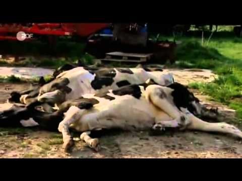 Doku  Fleisch kranker Tiere im Handel - Rinderseuche Botulismus -